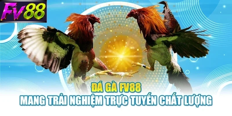 Đá gà FV88 mang trải nghiệm trực tuyến chất lượng